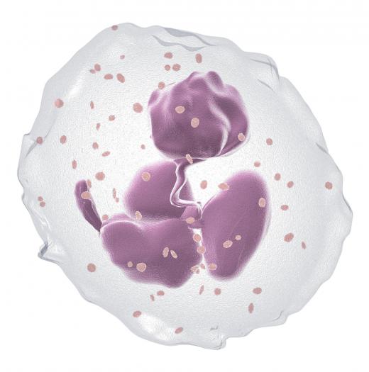 A neutrophil, the most common type of white blood cell.