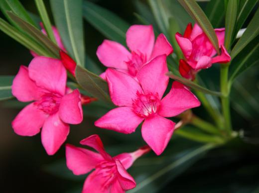 Oleanders contain compounds used to make cardiac glycosides.