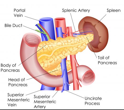 The pancreas and spleen are located in the abdomen.