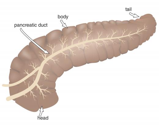 The pyloric sphincter has a distinct C shape that is made up by the four parts of the duodenum, and allows it to wrap around the head of the pancreas.