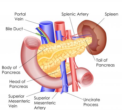 The pancreas manufactures enzymes that play an important role in the digestion of food in the gastrointestinal tract.