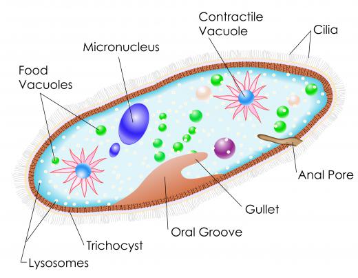 Paramecium contain several basic structures, like vacuoles and a micronucleus.