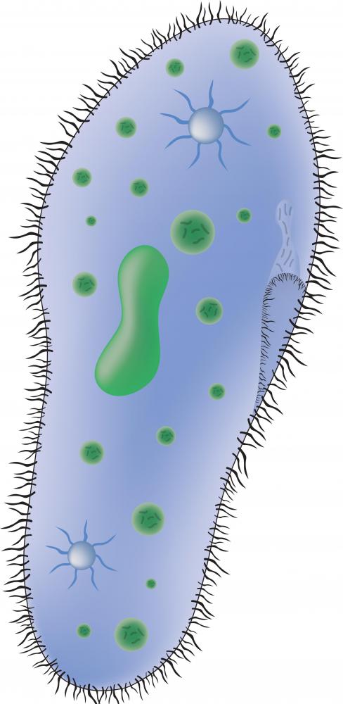 A ciliated Paramecium cell.