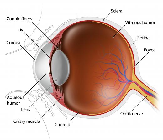 The retina is sometimes referred to as the fundus of the eye.