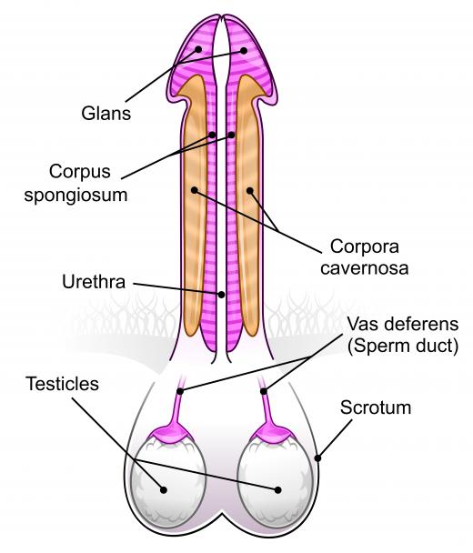 The foreskin helps to protect the glans at the tip of the penis.