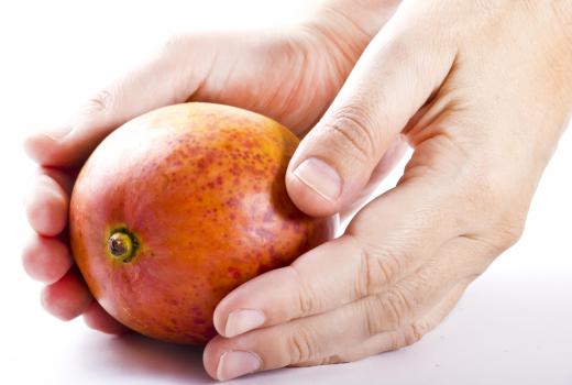 Touching a mango rind, which contains urushiol, can lead to an allergic reaction in some individuals.