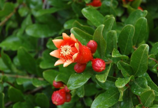 Pomegranate juice may help fight liver cancer.