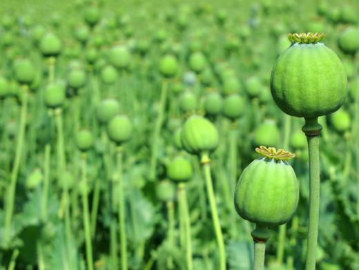 Natural opiates, including morphine and codeine, are made from opium poppies.