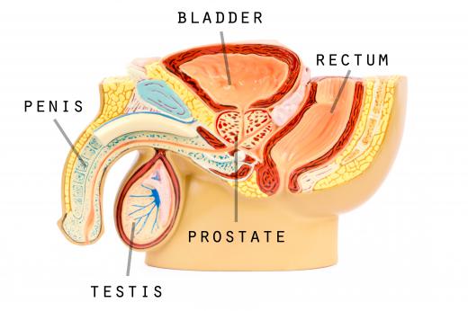 Cuboidal epithelia may be found in the testes.