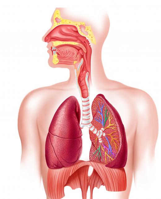 An image showing the respiratory system. Bronchioles are the smaller air passages in the lungs.