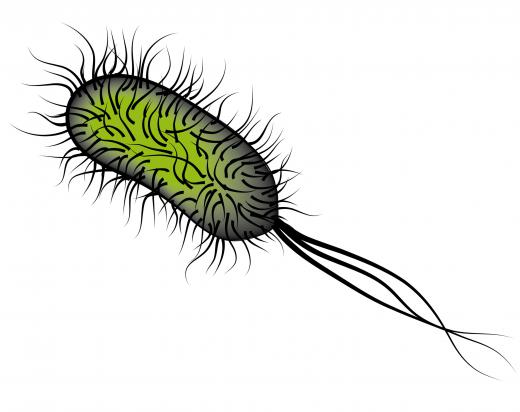 Salmonella, a common cause of food poisoning, can cause fever and nausea.