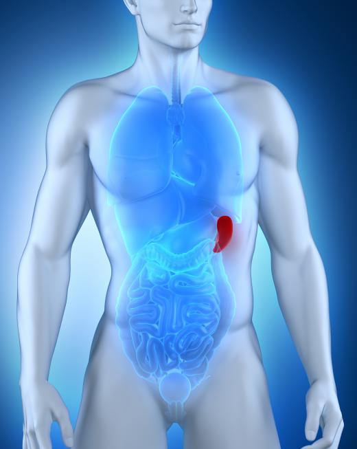 The spleen may become enlarged when a person has a deficiency of glucocerebrosidase.