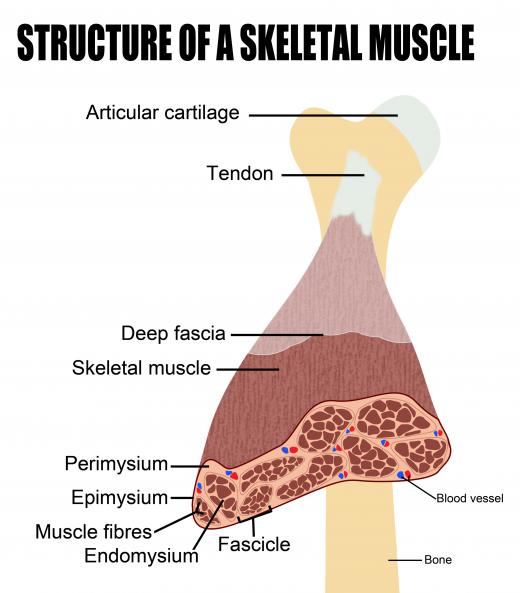 Skeletal muscle connects to the skeleton and allows it to move.