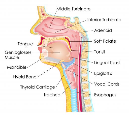 The inferior or middle turbinates are removed in turbinate resection.