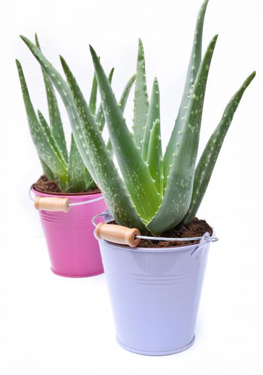 Rubbing a piece of an aloe plant on an itchy area of skin will provide relief.