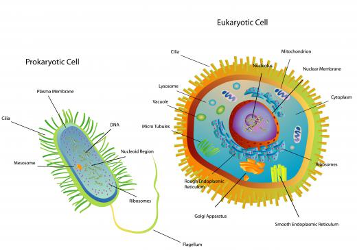 The cell's nucleus in the control center and contains genetic information.