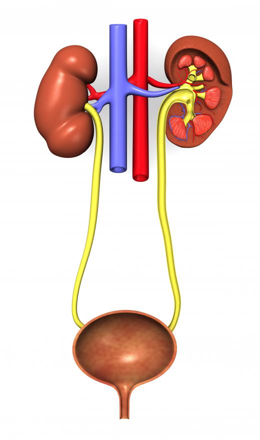 The human urinary tract, including the bladder in pink at the bottom.