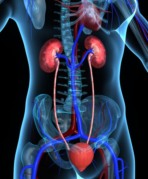 Kidneys are made up of hundreds of thousands of nephrons, which filter fluids so that the body can express waste.