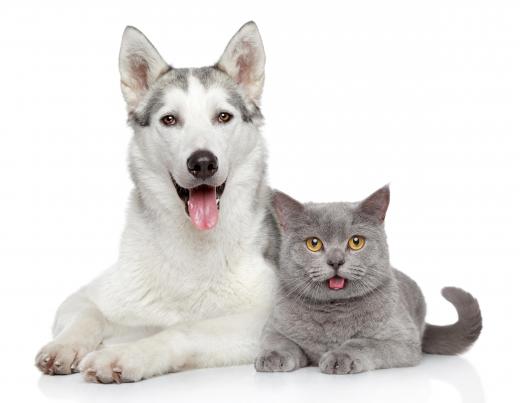 Cats and dogs are often treated with miconazole shampoo.