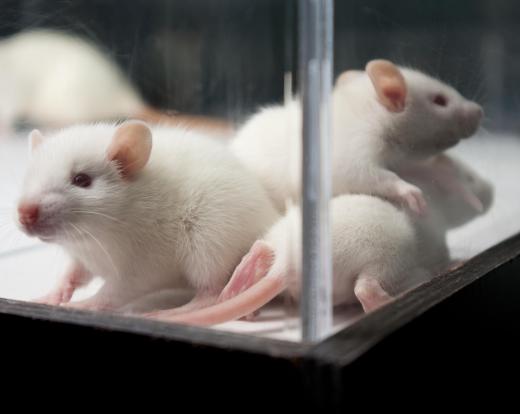 Phenacetin used in veterinary medicine was shown to cause tumors in rats during experimental laboratory studies.