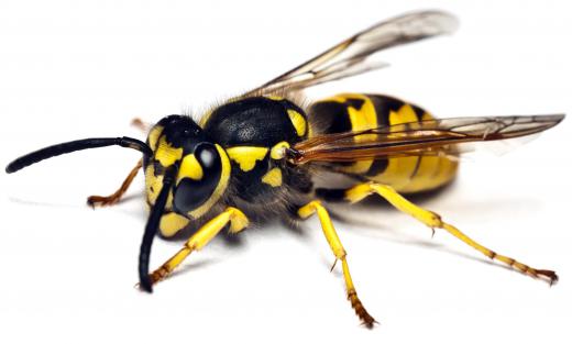 Yellow jackets look like honey bees without the fur and can sting multiple times.